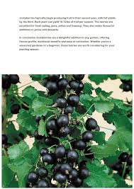 Image result for jostaberry