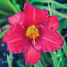 Gorgeous and very vigorous, hemerocallis 'little business' is a breathtaking early midseason daylily which produces an abundance of miniature, 3 in. Little Business Daylily Spring Hill Nurseries