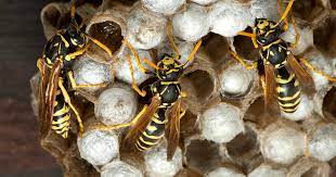How did i get hornets? How To Get Rid Of Wasps Kill Prevent Hornets Raid