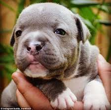 Jesinta Campbell And Buddy Franklin Staffy Pups Puppy Valentines Animals Friends