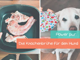 Wenn du etwas willst, dann komm zu mir! Knochenbruhe Selbst Gemacht Der Powerdrink Fur Deinen Hund Vet Dogs