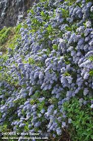 Image result for Ceanothus thyrsiflorus