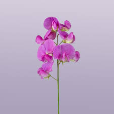 Birth Month Flowers Guide What S My Birth Flower