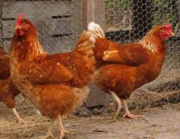 Maybe you would like to learn more about one of these? Panduan Lengkap Ternak Ayam Petelur Yang Mudah Bagi Pemula Belajar Beternak
