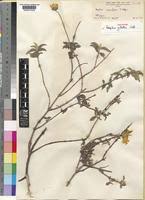 Image result for Aspilia mendoncae