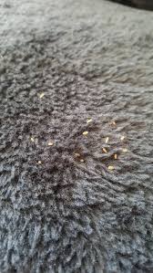 Eggs on the hair coat what do flea bites look like? Are These Flea Eggs Or Tapeworm Segments Whatsthisbug