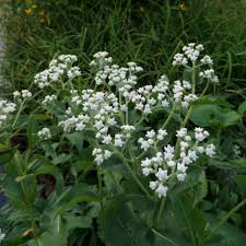Image result for Parthenium