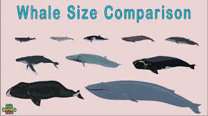 Can you identify a whale by its tail? Universe Size Comparison Whale Size Comparison Youtube