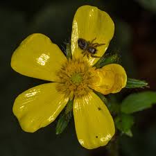 Image result for Commicarpus helenae