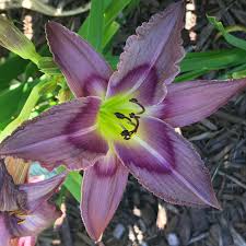 See pictures of12 beautiful daylilies, including 'stella de oro', 'happy returns', 'ruby spider', and more. Pin On Garden Lilys Lelies