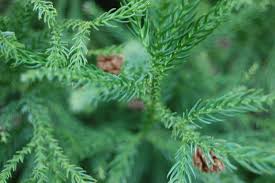 Image result for Cryptomeria japonica