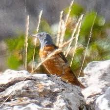 Image result for Corchorus saxatilis