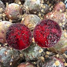How are cacti adapted to the desert? Organ Pipe Cactus Fruit Information And Facts