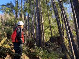 Image result for Landolphia foretiana