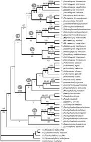 Image result for Trichomanes crispiforme
