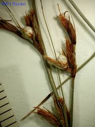 Image result for Scleria