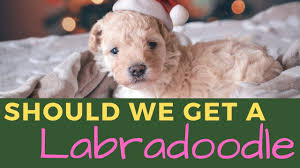 We are centrally located in liberty lake, nestled between spokane, wa and coeur d'alene, id. Labradoodle Breeders By State The Complete List For 2021