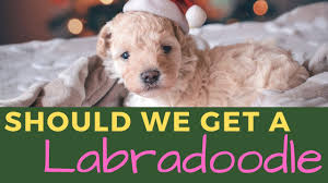 Über 7 millionen englischsprachige bücher. Labradoodle Breeders By State The Complete List For 2021