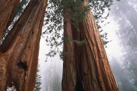 Redwood national park might be named for its famous sequoias, but the park preserves and protects a variety of ecosystems, from 40 miles of shoreline to but redwood national park also offers unique opportunities that are all it's own. Redwood National Park Travel Guide Expert Picks For Your Vacation Fodor S Travel