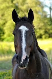 Black White And Brown Horses Beautiful Horse Horses Beautiful Horses Black Horses