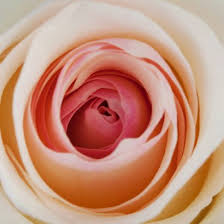 Flowers by maria proudly serves new port richey and the surrounding areas. Maria Flowers