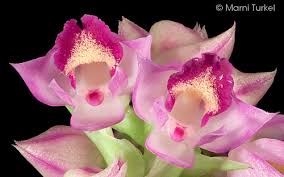 Image result for Polystachya leonardiana