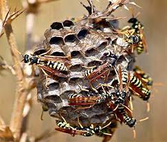 In eave peaks, behind shutters, under deck railings, in gas grills, swing sets, mailboxes, and light fixtures. How To Get Rid Of Wasps Hornets Around Your Home