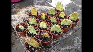 Prickly pear cacti are easily propagated through cuttings. How To Grow Cactus From Cuttings Opuntia The Prickly Pear Cactus Youtube