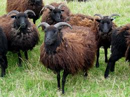 The term stems from sheep whose fleece is colored black rather than the more common white; Hebridean Sheep Wikipedia