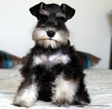 The akc alternate/nonstandard colors can participate in every akc sanctioned event but conformation. 70 Adorable Miniature Schnauzer Dog Images