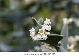 Image result for Colletia