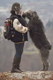 Careers with dogs is possible and more dog jobs exist today than they did 20 years ago. We Want To See Your Really Big Dogs