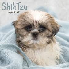 Shih tzu puppies co down. Shih Tzu Puppies Mini Calendar 2022 At Calendar Club