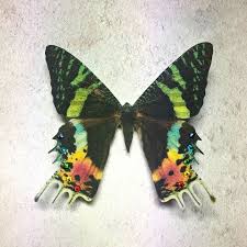 Flutter Designs Posted To Instagram My Moth Clips Are Becoming Even Better Sellers Than The Butterflies Fun Or Not If You Are Af Sunset Moth Moth Butterfly