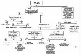 cocci flow chart medical laboratory scientist medical