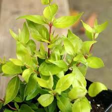 Image result for Pupalia grandiflora