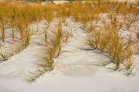 Image result for Ficinia