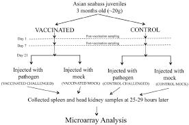 Flow Chart Of Experimental Setup Spleen And Head Kidney