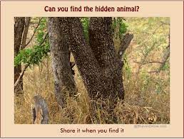 Maybe you would like to learn more about one of these? Picture Riddle How Long Did It Take You To Find The Hidden Animal In This Photo Bhavinionline Com