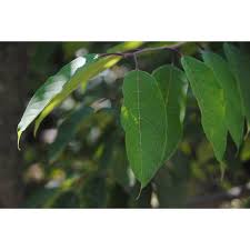 Image result for Micrococca