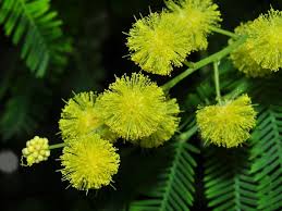 Image result for Acacia dealbata