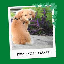 How to keep dogs from eating garden plants. How To Keep Dog From Eating Plants Best How To Guide And Products How To Guide And Products
