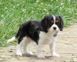 Black And Tan Cavalier King Charles Spaniel Puppies For Sale Near Me Pin On Web Pixer