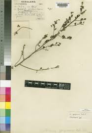 Image result for Crotalaria gazensis