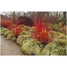 We did not find results for: Red Twig Dogwood Potted 1 Gallon Growers Solution