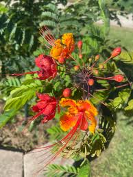 Image result for Buchnera pulcherrima