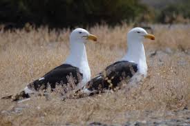 Image result for Justicia incana