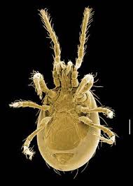 Image result for Pseudoeriosema borianii