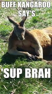 20 Funny Kangaroo Meme Pictures Images Picss Mine