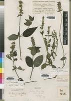 Image result for Justicia flava